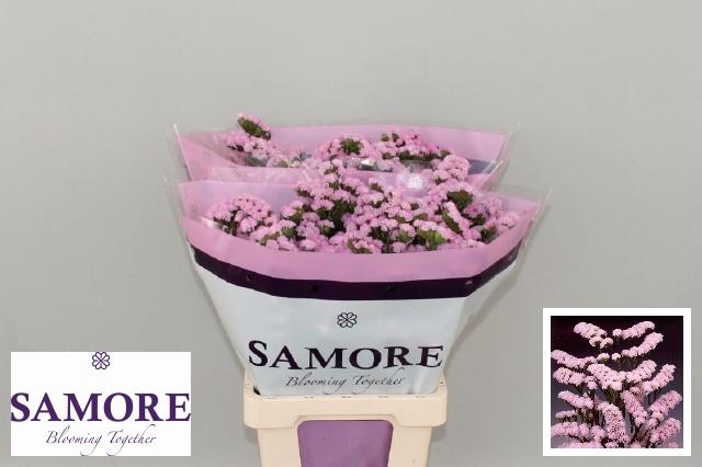 LIMONIUM ST ROSEL SUN BIRDS 80